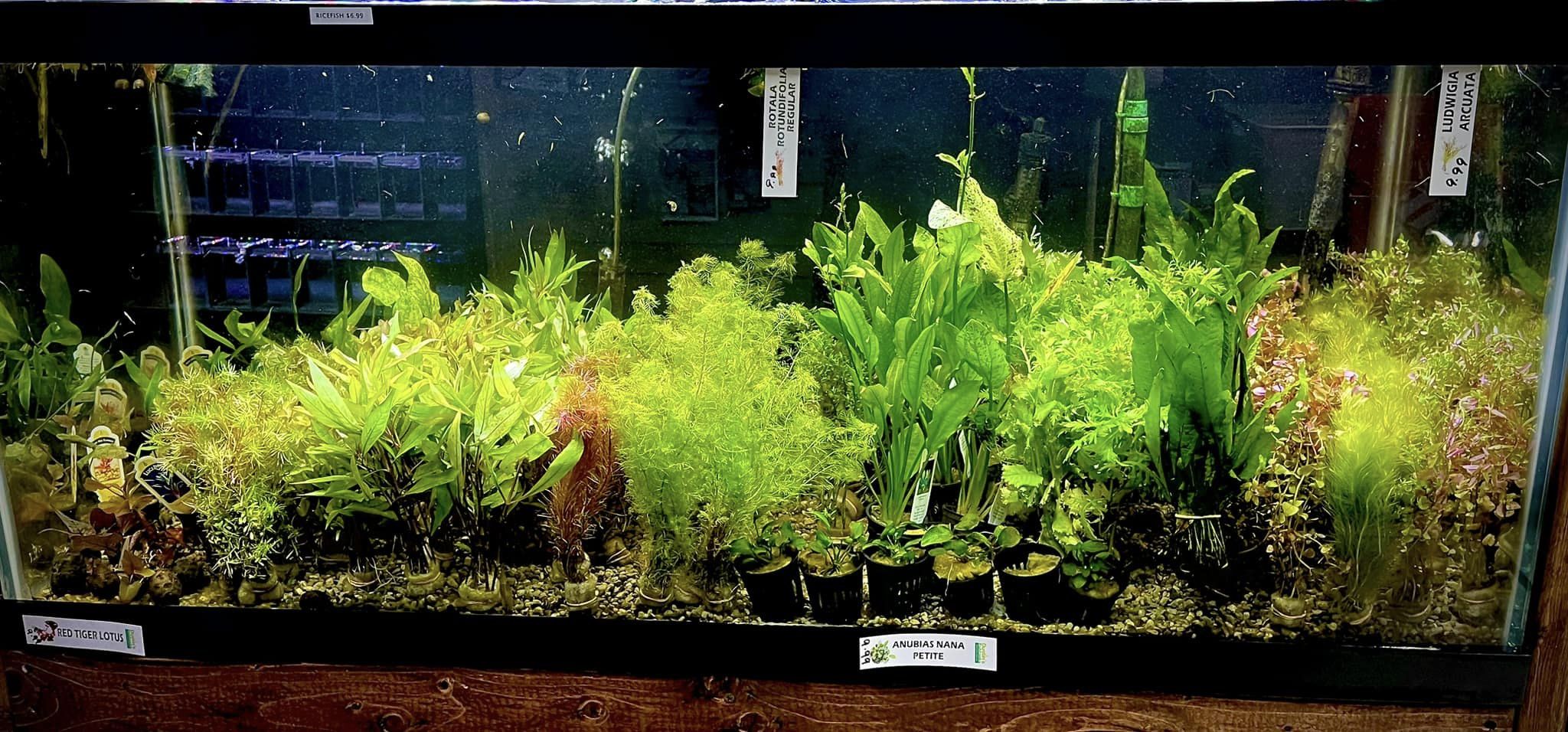 A row of aquatic plants in a freshwater fish tank.