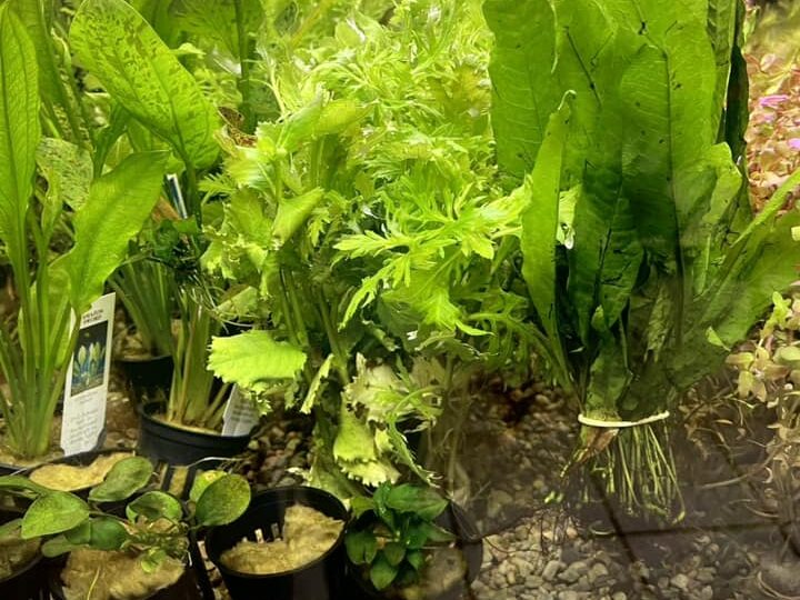 A close up of Java Ferns and potted Anubias in a freshwater fish tank.